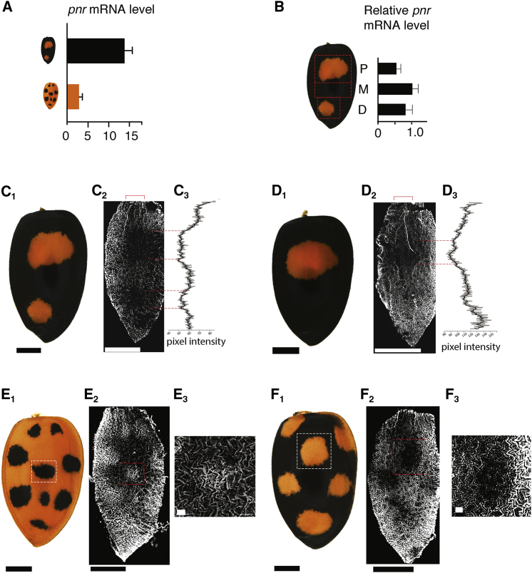 Figure 3