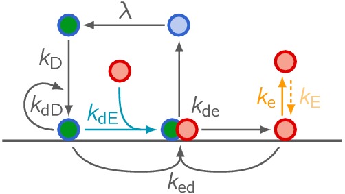 Figure 3—figure supplement 1.