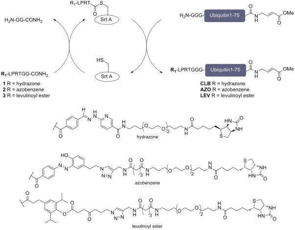 Scheme 1