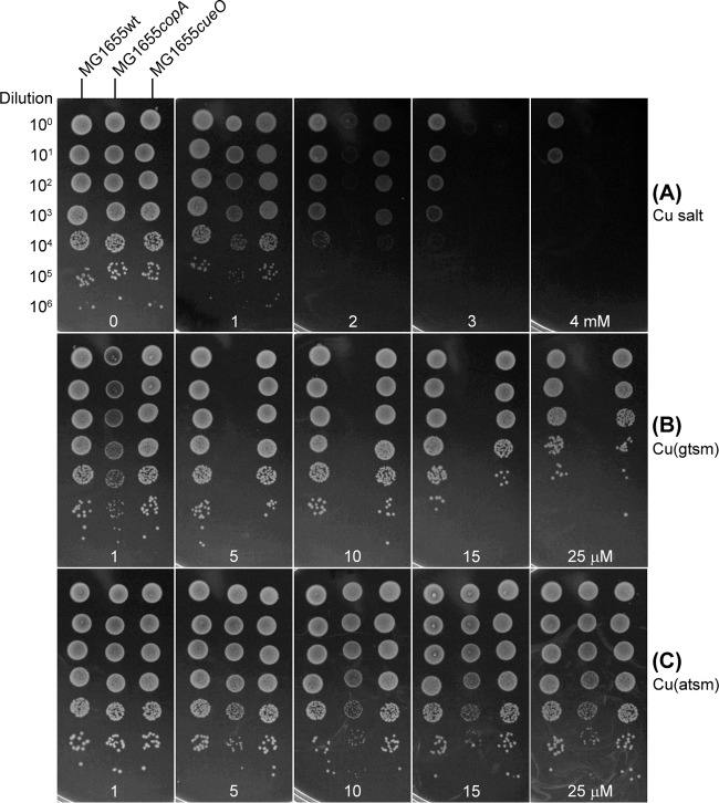 FIG 6