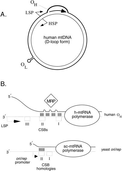 Figure  1