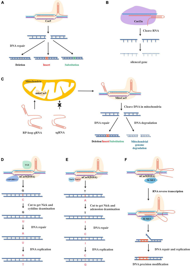 FIGURE 1