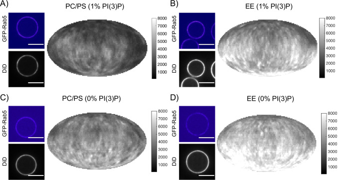 Figure 5—figure supplement 1.