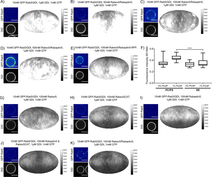 Figure 3—figure supplement 1.