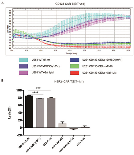 Galunisertib enhances chimeric antigen receptor-modified T cell ...