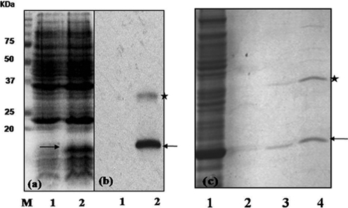 FIG. 5.