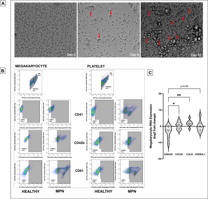 Figure 2: