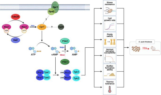 Fig 6