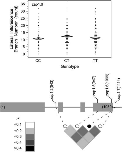 Figure 6.—