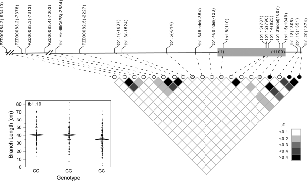 Figure 4.—