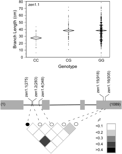 Figure 3.—