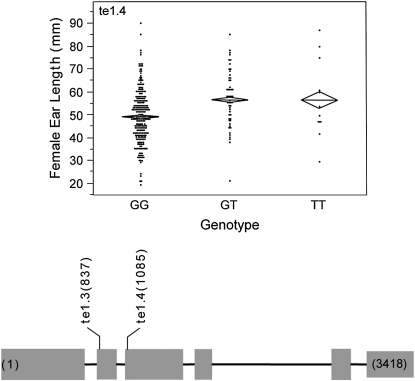 Figure 5.—