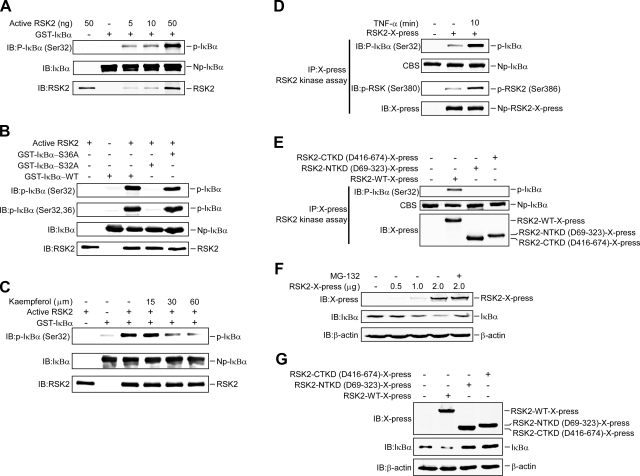 RSK2 mediates NF-κB activity through the phosphorylation of IκBα in the ...