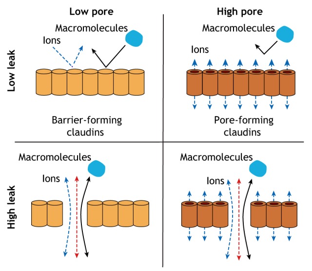 Box 2. Pore and leak pathways of paracellular permeability