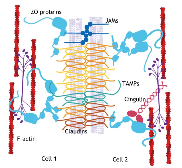 Box 1. Molecular organization of TJs