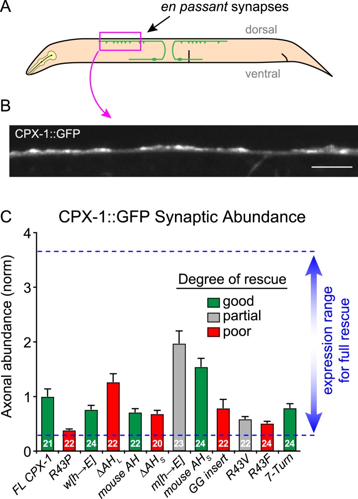 Figure 2—figure supplement 1.