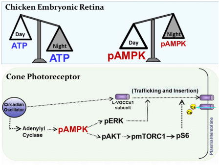 graphic file with name nihms720740u1.jpg