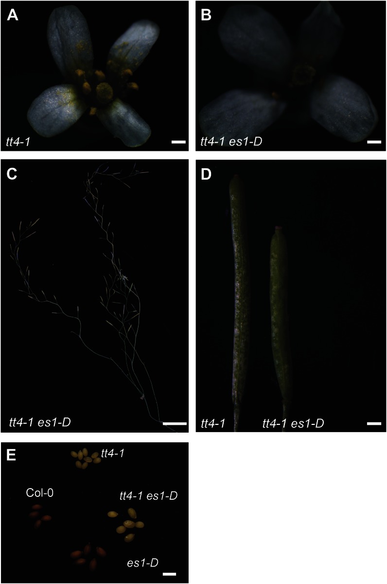 Figure 11.