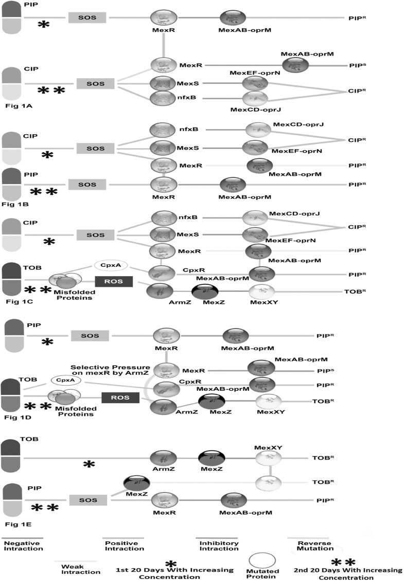 Fig. 1