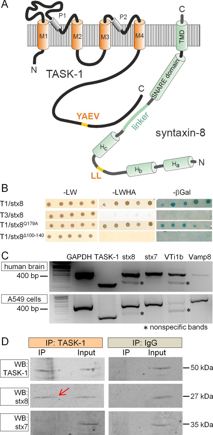 FIGURE 1: