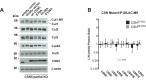 Figure 6—figure supplement 1.