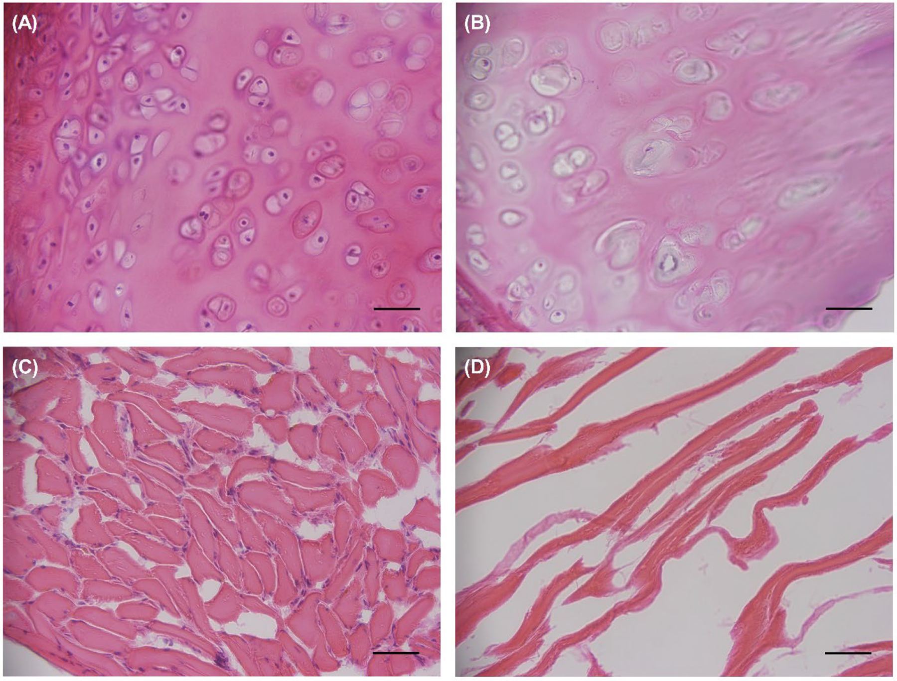 Figure 4: