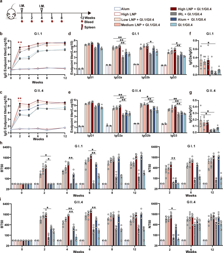 A timeline diagram displays the mouse immunization and sample collection over 12 weeks. Line graphs and bar charts show IgG and the subclass antibody titers and neutralization assays after LNP and GI.1/GII.4 antigen immunization over 12 weeks.