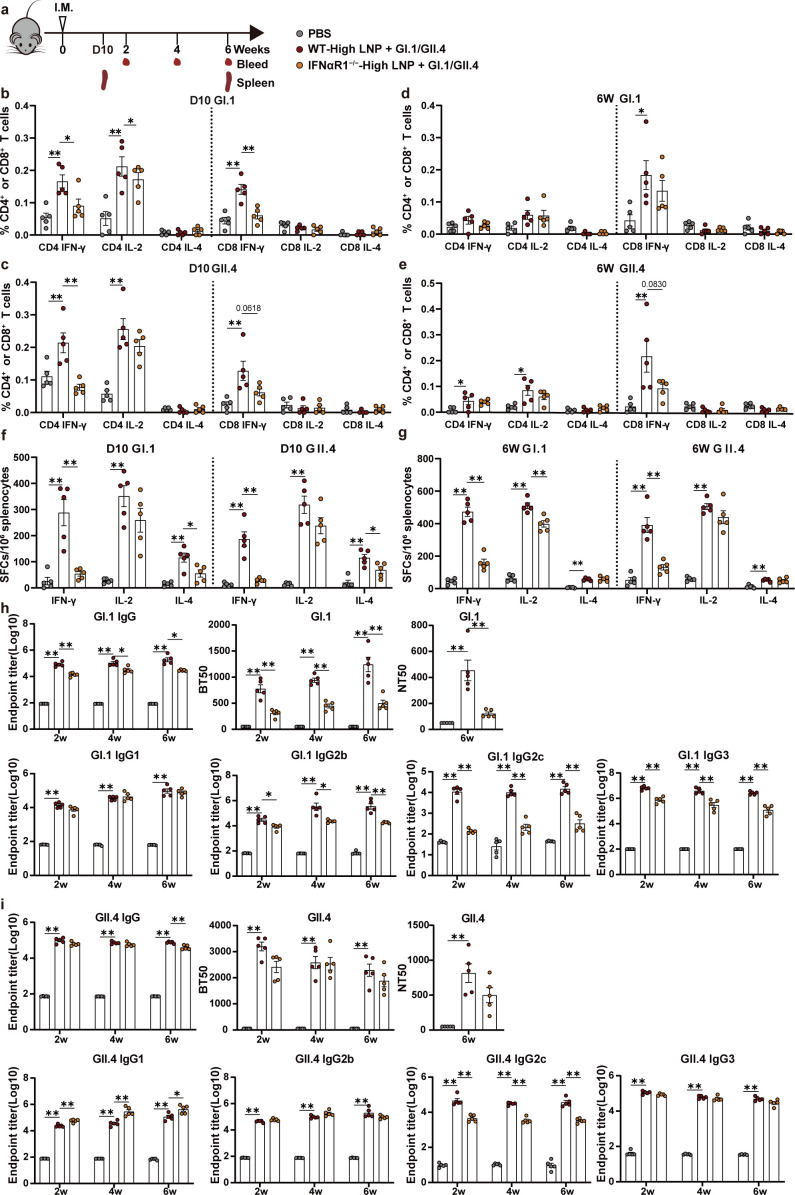 A timeline displays mouse immunization and sample collection over 6 weeks. Bar graphs and line charts show CD4 and CD8 T cell responses, cytokine production, and antibody titers after LNP and GI.1/GII.4 antigen immunization in WT mice or IFNαR1−/− mice.
