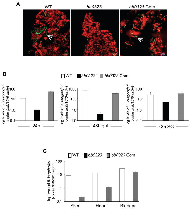 Figure 5