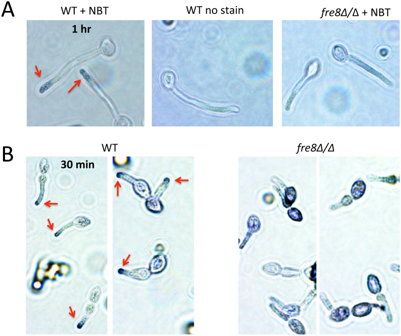 Fig 6