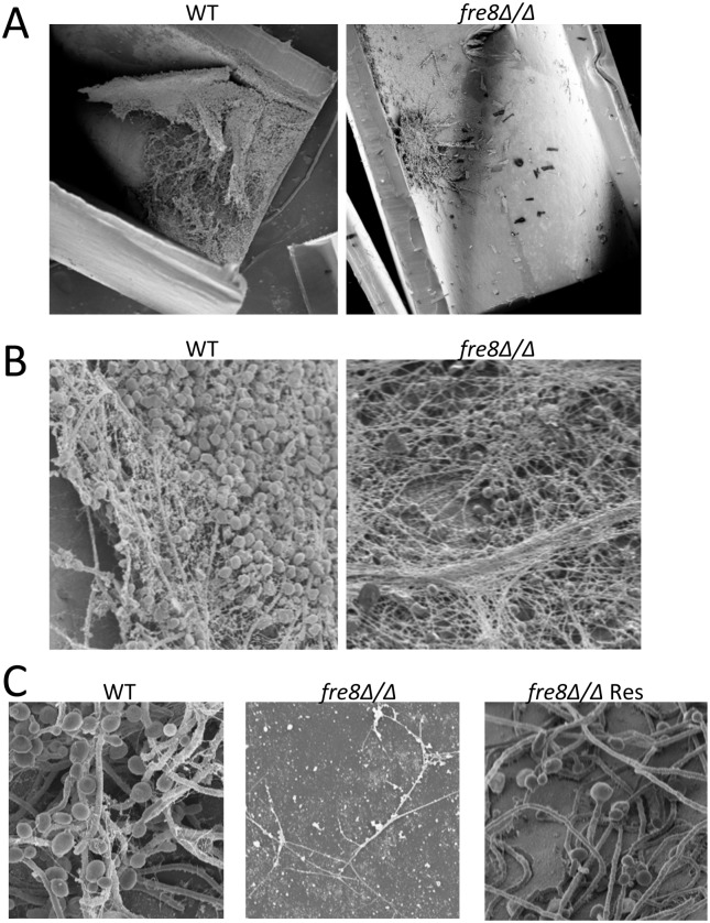 Fig 11