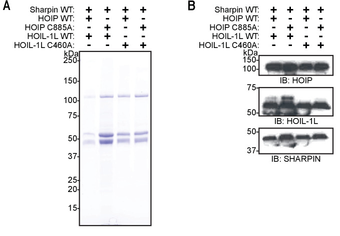 Figure 7—figure supplement 1.