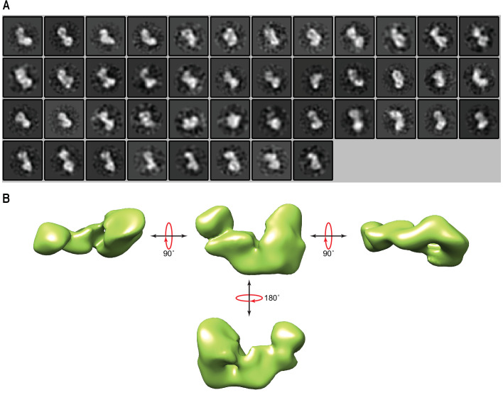 Figure 2—figure supplement 1.