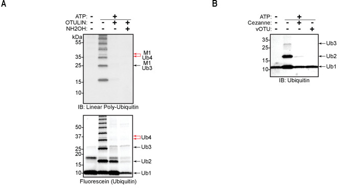 Figure 5—figure supplement 1.