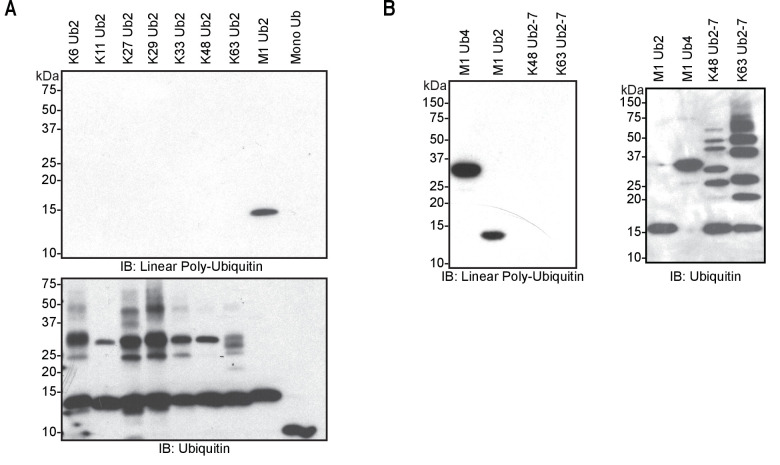 Figure 4—figure supplement 1.