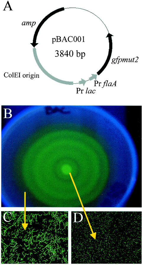 FIG. 1.