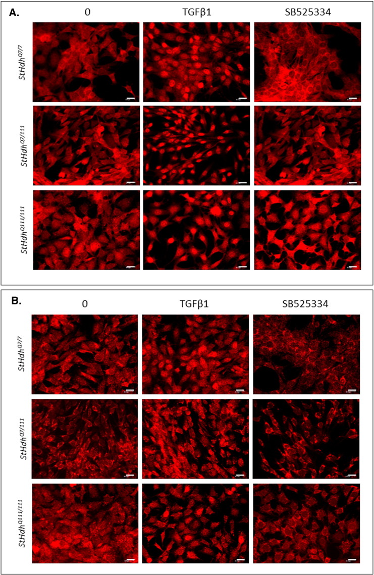 Supplementary Fig. 7