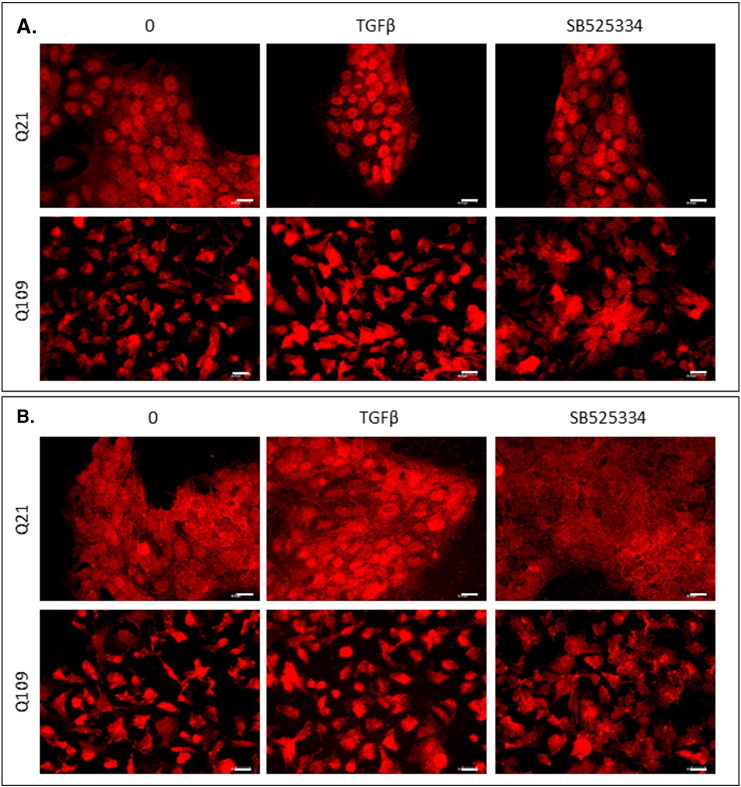 Supplementary Fig. 8