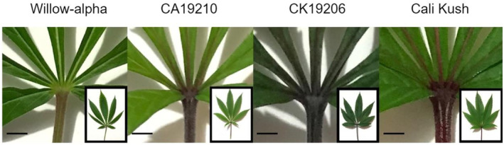 FIGURE 1