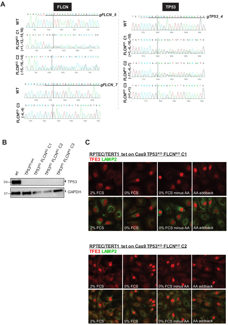 Figure 1—figure supplement 1.