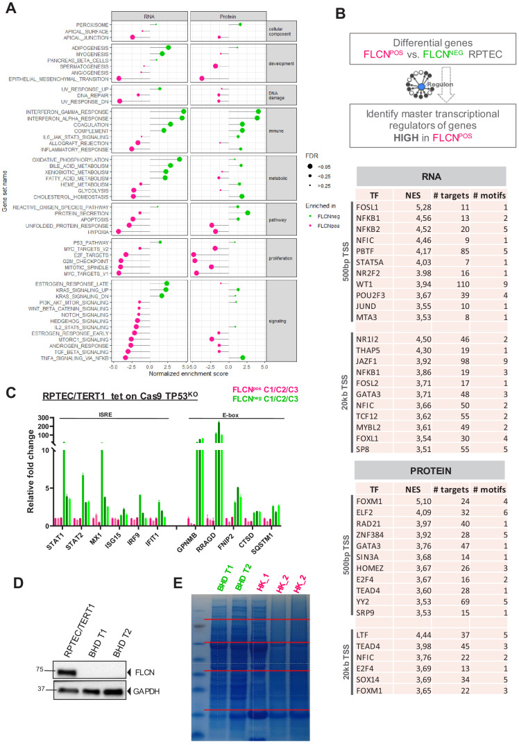 Figure 6—figure supplement 1.