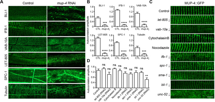 Fig. 3. The apical CeHDs are required to maintain the periodic patterns of other subcellular structures. (A,B) Localization patterns (A) and average amplitude of autocorrelation analysis (B) of BLI-1::GFP, IFB-1::GFP, VAB-10A::GFP, LET-805::GFP, SPC-1::GFP and microtubules (anti-tubulin) in wild-type young adult epidermis treated with or without an mup-4 RNAi clone targeting 3857–4958 bp of the mup-4 transcript. (mean±s.e.m., n=10 biological samples/group). (C,D) Localization patterns (C) and average amplitude of autocorrelation analysis (D) of MUP-4::GFP in young adult epidermis intact or with disrupted basal CeHDs (let-805 RNAi), cytolinker (vab-10a RNAi), cytoskeletons (cytochalasin B, nocodazole and ifb-1 RNAi), spectrins (spc-1 and sma-1 RNAi), apical and basal ECM (bli-1 and unc-52 RNAi) (mean±s.e.m., n=10 biological samples/group). RNA target is indicated with a downwards arrow in C. **P<0.01; ***P<0.001; ****P<0.0001; ns, not significant (unpaired t-test). Scale bars: 5 μm.