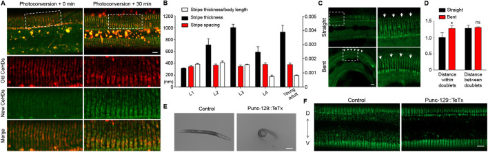 Fig. 4. The apical CeHDs utilize physical links and extension force to drive stripe duplication process. (A) Relative positions of old CeHD units labeled by MUP-4::mEosFP (red) through whole-body photoconversion, and newly formed CeHD units labeled by unconverted MUP-4::mEosFP (green) during stripe separation. Boxed areas are enlarged below. (B) Measurements of the CeHD stripe thickness and the distance between adjacent stripes at the stages of L1–L4 larvae and young adults (mean±s.e.m., n=6 biological samples/stage). (C) MUP-4::GFP labeling showing the different positions of the CeHD stripes within the same L3 larva at regions of straight versus bent body posture. Boxed areas are enlarged on the right. Arrows point to fissures within the same stripe doublet. (D) Measurements of the distance within stripe doublets and between adjacent stripe doublets at regions of straight versus bent body posture (mean±s.e.m., n=6 biological samples/stage). (E) Bright-field images showing the ventral coiler phenotype caused by inactivation of dorsal body wall muscles in transgenic animals expressing Tetanus toxin under the control of the unc-129 promoter. (F) Desynchronized stripe duplication between dorsal and ventral (D↔V) CeHDs (MUP-4::GFP) caused by excessive extension of the dorsal epidermis in transgenic animals expressing Tetanus toxin under the control of the unc-129 promoter. *P<0.05; ns, not significant (unpaired t-test). Scale bars: 5 μm (A,C,F), 100 μm (E).