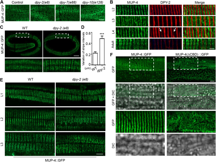 Fig. 5. CeHD stripe duplication requires the functions of apical extracellular collagens. (A) MUP-4::GFP localization in young adult epidermis of wild-type and dpy-2(e8), dpy-7(e88), dpy-10(e128) mutants. (B) Double-labeling of MUP-4::GFP and DPY-2::mCherry in L2–L4 larvae and adults. Arrows point to nascent DPY-2 stripes assembling in the already established CeHD gaps. (C) MUP-4::GFP localization in wild-type and dpy-2(e8) mutant embryos. (D) Variation of the stripe positions in wild-type and dpy-2(e8) embryos represented by the difference between the maximum and minimum distance between adjacent stripes in each embryo (mean±s.e.m., n=10 biological samples/genotype). (E) MUP-4::GFP localization in wild-type and dpy-2(e8) mutant at the L1, L2 and L3 stage. (F) Localization patterns of full-length MUP-4 (MUP-4::GFP) and MUP-4 without the collagen-binding domain (MUP-4::△CBD::GFP) in young adult epidermis in a mup-4(mg36) mutant background. Boxed areas are enlarged below. ***P<0.001 (unpaired t-test). Scale bars: 5 μm (A,C,E,F), 2 μm (B).