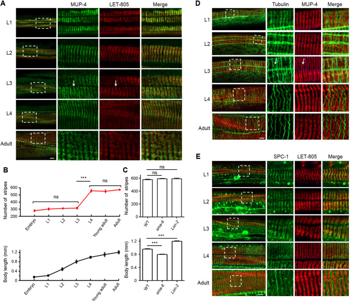 Fig. 2. The epidermal periodic patterns reorganize through synchronized stripe duplication. (A) Immunostaining of apical (green, anti-MUP-4) and basal (red, anti-LET-805) CeHDs in L1–L4 larvae and adults. Arrows point to dividing stripes. See also Fig. S2. (B) Quantification of the total numbers of CeHD stripes and body lengths in the embryo, L1–L4 larvae and adults stages (mean±s.e.m., n=20 biological samples/stage). (C) Quantification of the total numbers of CeHD stripes and body lengths of wild-type (WT), sma-6(wk7) and lon-2(e678) mutants at the adult stage (mean±s.e.m., n=20 biological samples/genotype). (D) Double-labeling of microtubules (green, anti-tubulin) and CeHDs (red, anti-MUP-4) in L1–L4 larvae and adults. Arrows point to dividing stripes and nascent microtubule bundles. (E) Double-labeling of α-spectrin (green, SPC-1::GFP) and CeHDs (red, LET-805::RFP) in L1–L4 larvae and adults. Boxed areas in A, D, E are enlarged on the right. ***P<0.001; ns, not significant [Tukey's multiple comparison test (B), unpaired t-test (C)]. Scale bars: 5 μm.