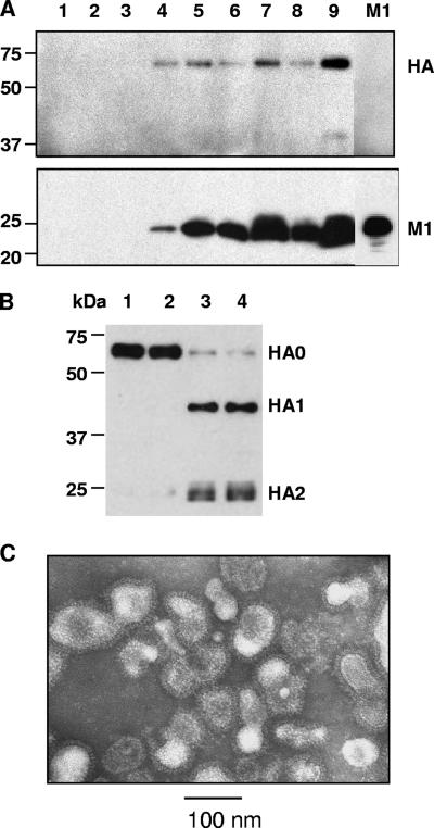 FIG. 1.