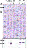 Figure 1 -
