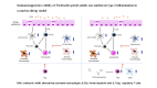 Graphical Abstract