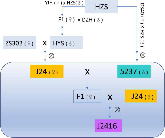 FIGURE 1