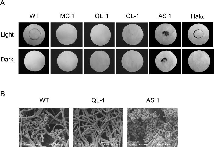 FIG. 6.